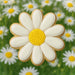 Decorative cookie shaped like a daisy with white petals and a yellow center, set against a background of actual daisies from a 3 inch Daisy Metal Cookie Cutter