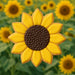 Sunflower-shaped cookie with a brown center against a background of sunflowers from a 3 inch Sunflower Metal Cookie Cutter