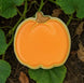 Pumpkin-shaped cookie on a leafy green background from a 3 inch Pumpkin Metal Cookie Cutter